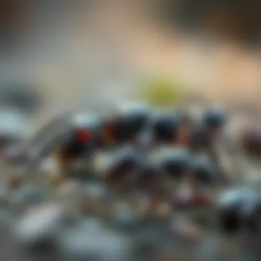 Notable Exploring Pocket Ants Mod APK: Enhancements and Insights Notable Exploring Pocket Ants Mod APK: Enhancements and Insights