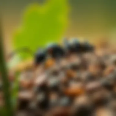 Exploring Pocket Ants Mod APK: Enhancements and Insights Summary Exploring Pocket Ants Mod APK: Enhancements and Insights Summary